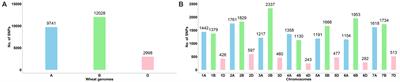 Genetic Diversity and Population Structure of Asian and European Common Wheat Accessions Based on Genotyping-By-Sequencing